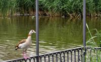 Goose